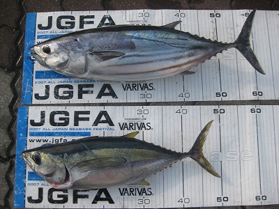 カツオ様 n_s1-katsuo.jpg